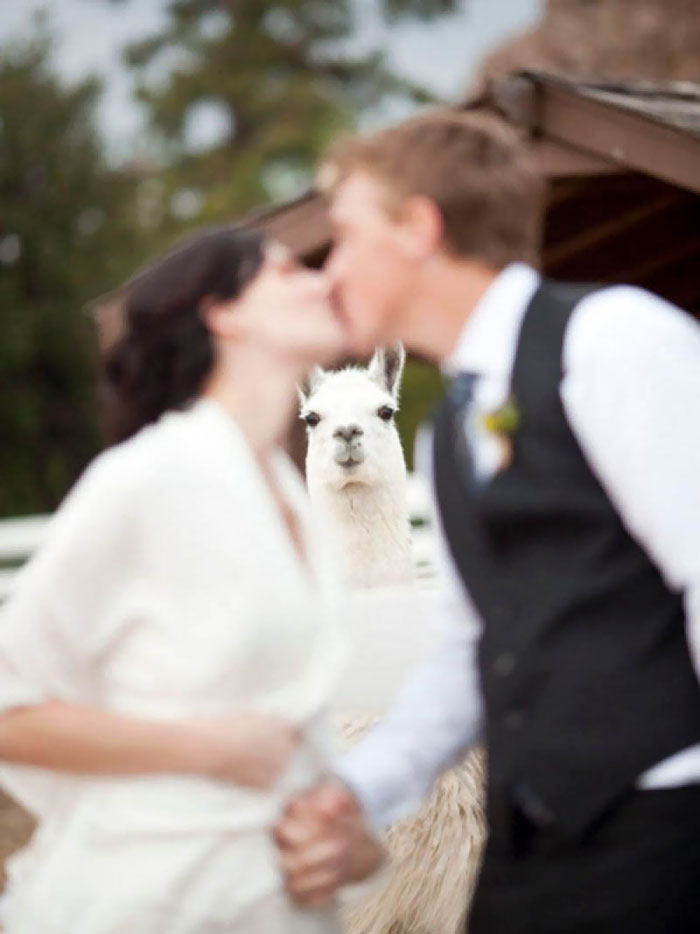 Epic and Awkward Wedding Photos